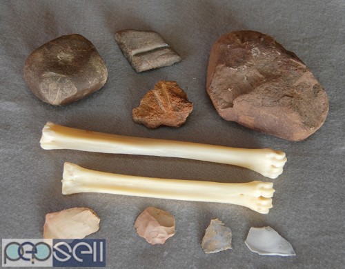 Animal fossils, horns, tusks,skulls, trilobites and bones for… |  Dubai free classifieds