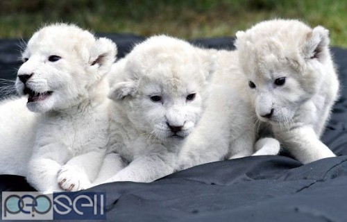 Cheetah cubs|buy lion cubs|buy tiger cubs / Fennec Fox Cubs  0 