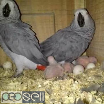 Fertile Parrots  eggs and Parrots for sale,,,,,,,.... 1 