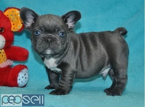  100% Pure Breed Blue  French Bulldog puppies Text Us At (503) x 389 x 3196 ) 0 