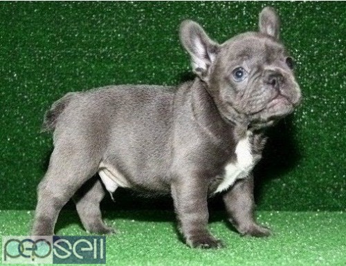 Pure Breed Genuine Blue  French Bulldog puppies Text Us At (503) 389-3196 0 