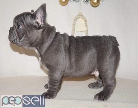 PURE BREED GENUINE BLUE FRENCH BULLDOG PUPPIES TEXT US AT (503) 389-3196 0 