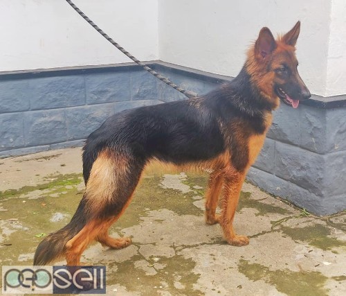 German Shepherd long coat 9months old bitch available in Trivandrum 1 