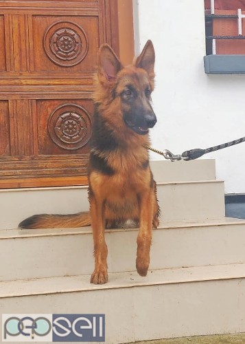 German Shepherd long coat 9months old bitch available in Trivandrum 2 