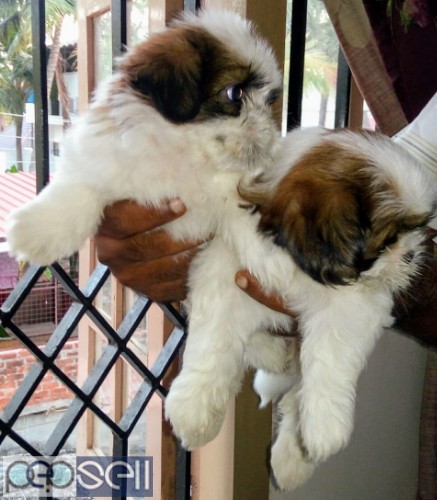 Shih Tzu Male puppy  Certified parents champion lineage 0 
