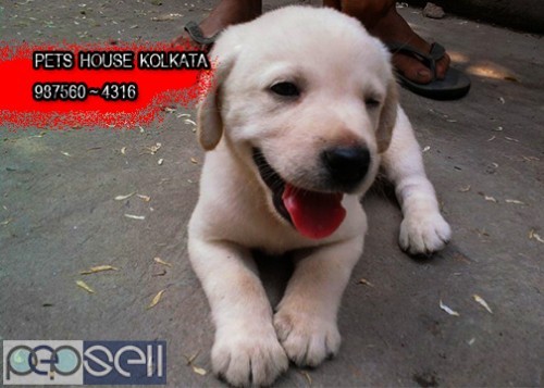 Kci Registered Top LABRADOR Dogs Ready To Sale At ~ JAMSHEDPUR 0 