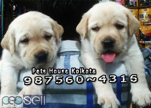 Kci Registered Top LABRADOR Dogs Ready To Sale At ~ JAMSHEDPUR 1 