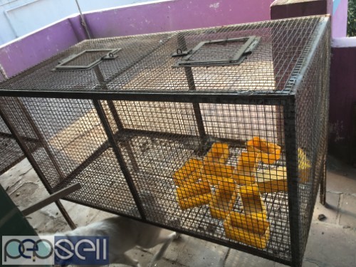 Cages for Rabbit at Old Pallavaram near Vels University 1 