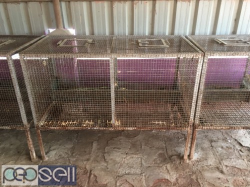 Cages for Rabbit at Old Pallavaram near Vels University 2 