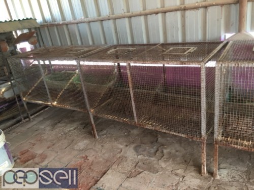 Cages for Rabbit at Old Pallavaram near Vels University 3 