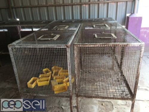 Cages for Rabbit at Old Pallavaram near Vels University 5 