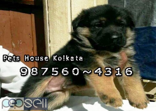 Imported Quality GERMAN SHEPHERD Dogs pets sale At ~ ASSAM SILCHAR 0 