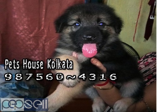 Imported Quality GERMAN SHEPHERD Dogs pets sale At ~ ASSAM SILCHAR 1 