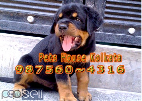 Imported Quality GERMAN SHEPHERD Dogs pets sale At ~ ASSAM SILCHAR 4 