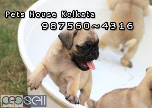 Imported Quality GERMAN SHEPHERD Dogs pets sale At ~ ASSAM SILCHAR 5 
