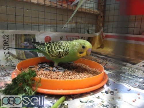 Budgies home bred  0 