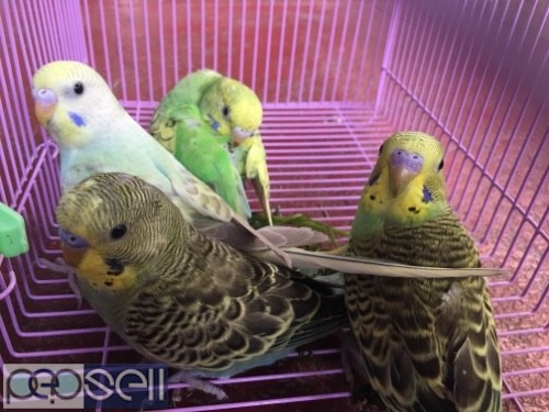 Love birds budgies home bred 0 