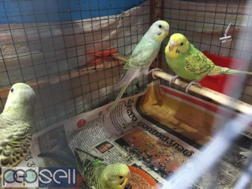 Love birds budgies home bred 2 