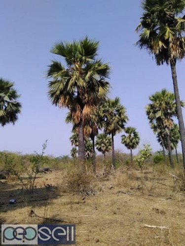 I want to sell My agriculture farm house land sale near Siddipet 4 