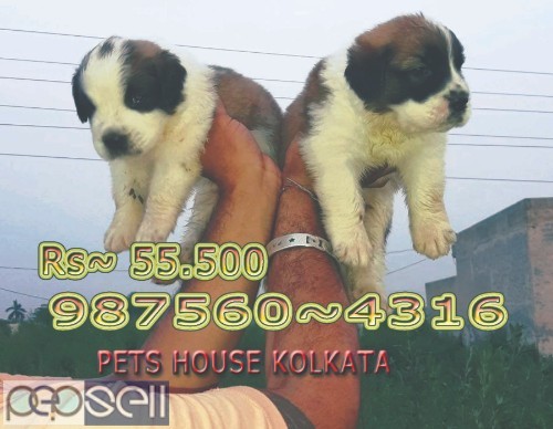 Show Quality LABRADOR Dogs Pets sale At RAIPUR 2 