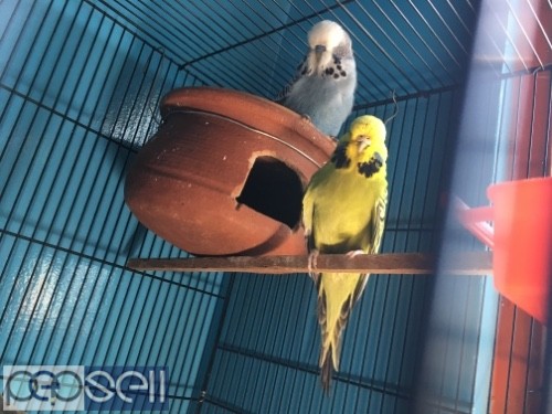 Show budgies available  0 