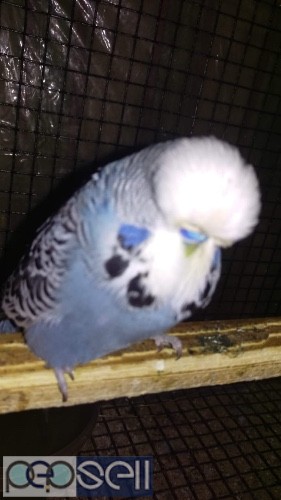 Show budgies available  1 