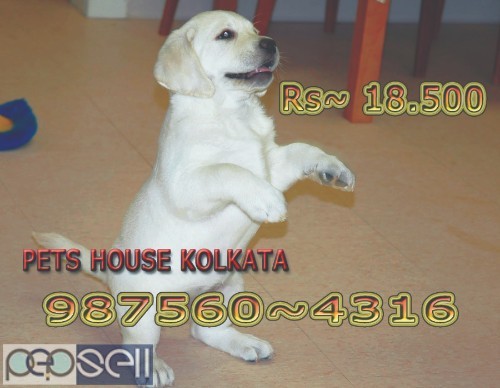 Show Quality Top LABRADOR Dogs Pets Available At ~ Howrah 0 