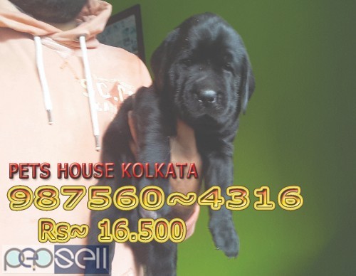 Show Quality Top LABRADOR Dogs Pets Available At ~ Howrah 1 