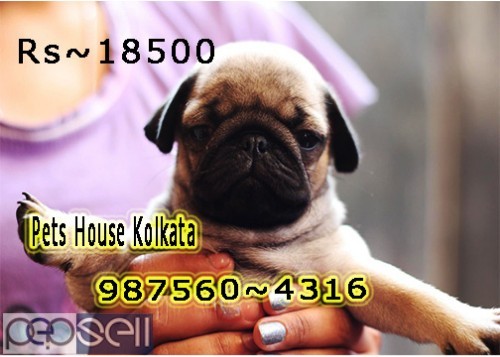 Show Quality Top LABRADOR Dogs Pets Available At ~ Howrah 3 