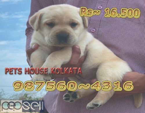 Show Quality Top LABRADOR Dogs Pets Available At ~ Howrah 4 
