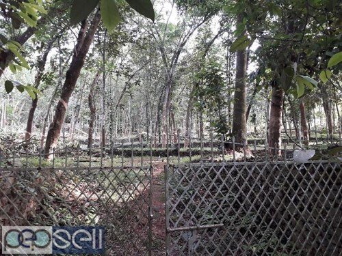Rubber plantation for sale near Thodupuzha 0 