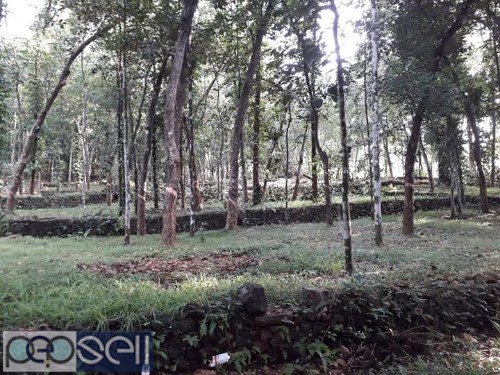 Rubber plantation for sale near Thodupuzha 1 