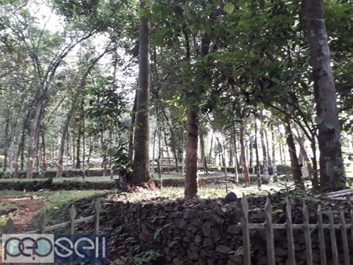Rubber plantation for sale near Thodupuzha 3 