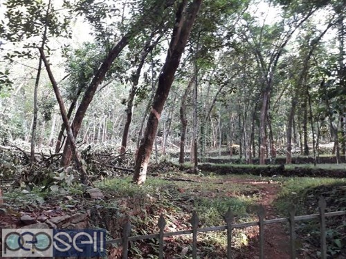 Rubber plantation for sale near Thodupuzha 5 