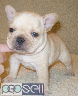 Ultimate quality French Bulldog puppies for loving homes 0 