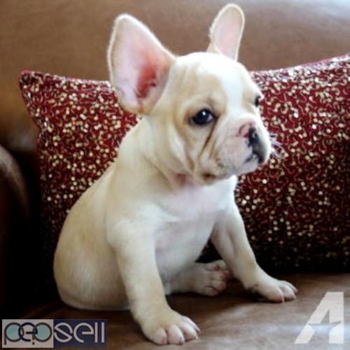 Ultimate quality French Bulldog puppies for loving homes 1 