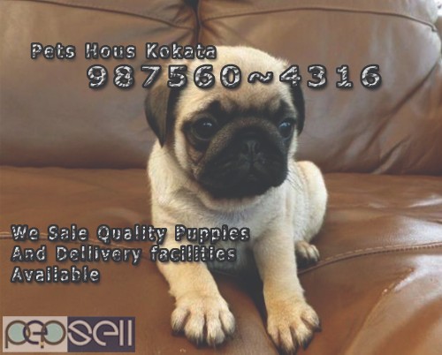 Registered Import Quality Vodafone PUG Pets Dogs Sale At ~ DIMAPUR 4 