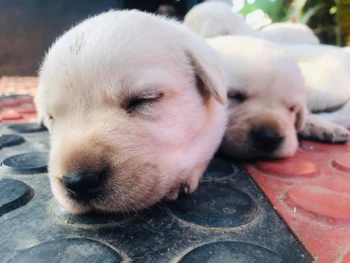 Labrador white puppies for sale 0 