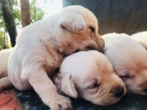 Labrador white puppies for sale 2 