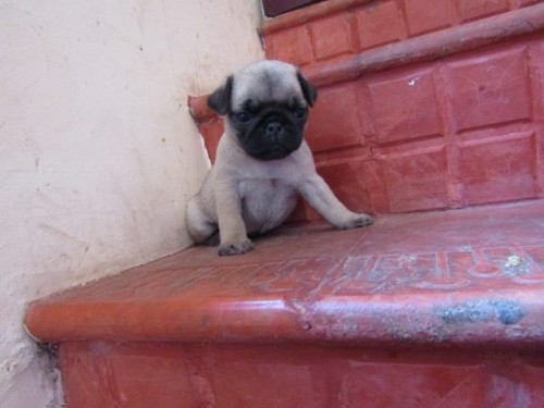 PUG PUPPY FOR SALE 0 