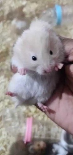 Syrian & Dwarf Hamsters available. 1 