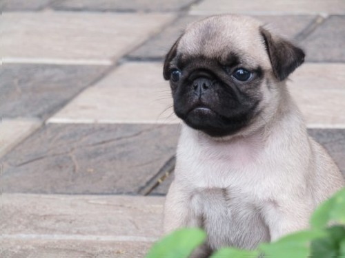 Pug puppies available at Trivandrum 0 