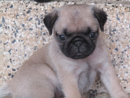 Pug puppies available at Trivandrum 1 