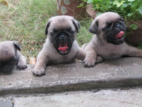 Pug puppies available at Trivandrum 2 