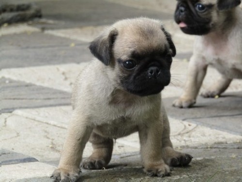 Pug puppies available at Trivandrum 3 