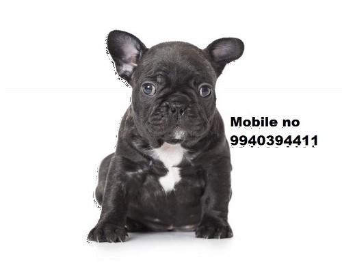French bulldog puppies for available in Chennai | Chennai ...