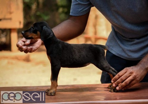 Doberman quality puppies available with kci at Kochi 0 