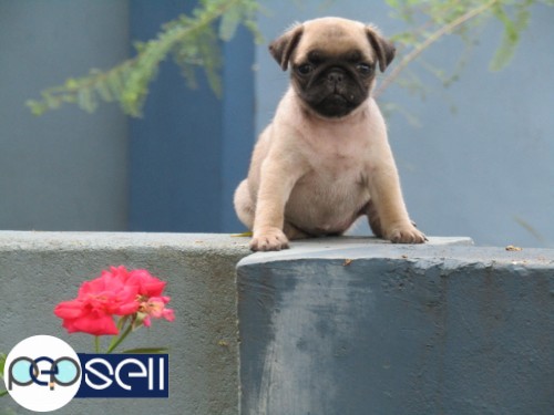 PUG PUPPY AVAILABLE AT TRIVANDRUM 3 