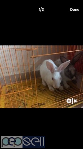 2 rabbits for sale 0 