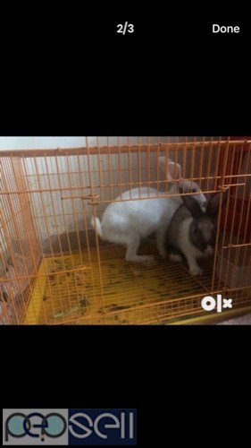 2 rabbits for sale 1 